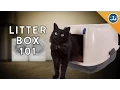Download Lagu You’re Setting Up Your Litter Box All Wrong!