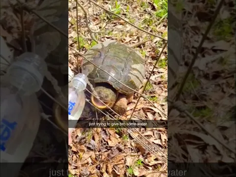 Who said turtles are slow? 🐢🤣#turtle #funnyanimals #fyp #usa #pets