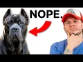 Don t Even Think About Getting A Cane Corso