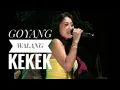 Download Lagu Goyang Walang Kekek Vocal by Reza - Nita vision