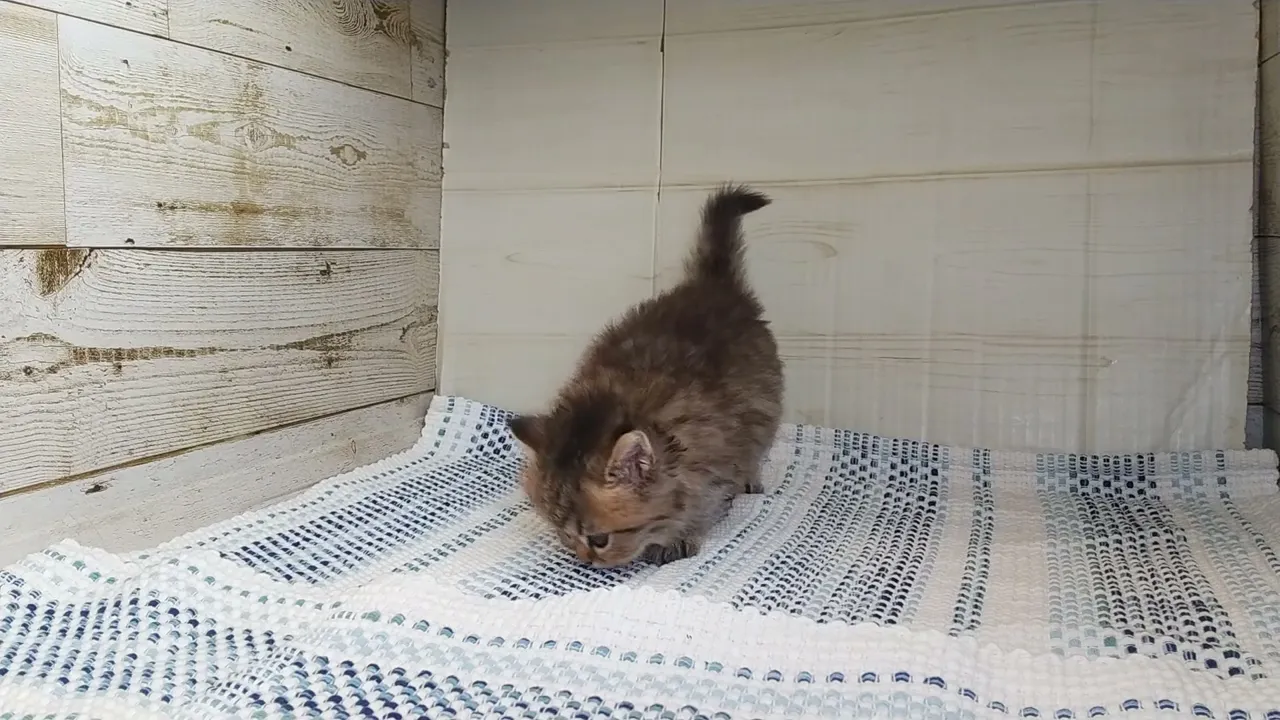 動画