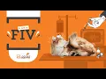 What is FIV in cats Vet Advice on Symptoms Treatment Prevention of Feline Immunodeficiency Virus