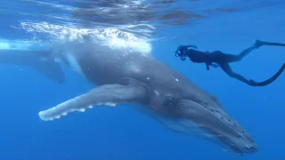 Swimming with humpback whales in French Polynesia