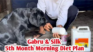 5th Month morning diet plan Gabru Silk Puppy Diet Labrador puppy Best diet plan