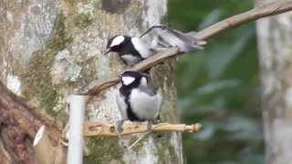 Download Pertama Di Bawak Pikat Glatek Batu Sudah Meresahkan Burung Liar MP3