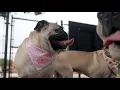 DFW Pug Rescue closes intake as vet bills soar to 60 000 a month