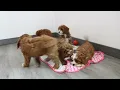 Blue Diamond Gingery Cavapoo Litter