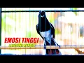 Download Lagu KACER NGAMOK EMOSI TINGGI NEMBAK NEMBAK, BIKIN NKACER LAIN LANGSUNG KONSLET
