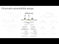 MCB 182 Lecture 8 4 - Chromatin accessibility ATAC-seq