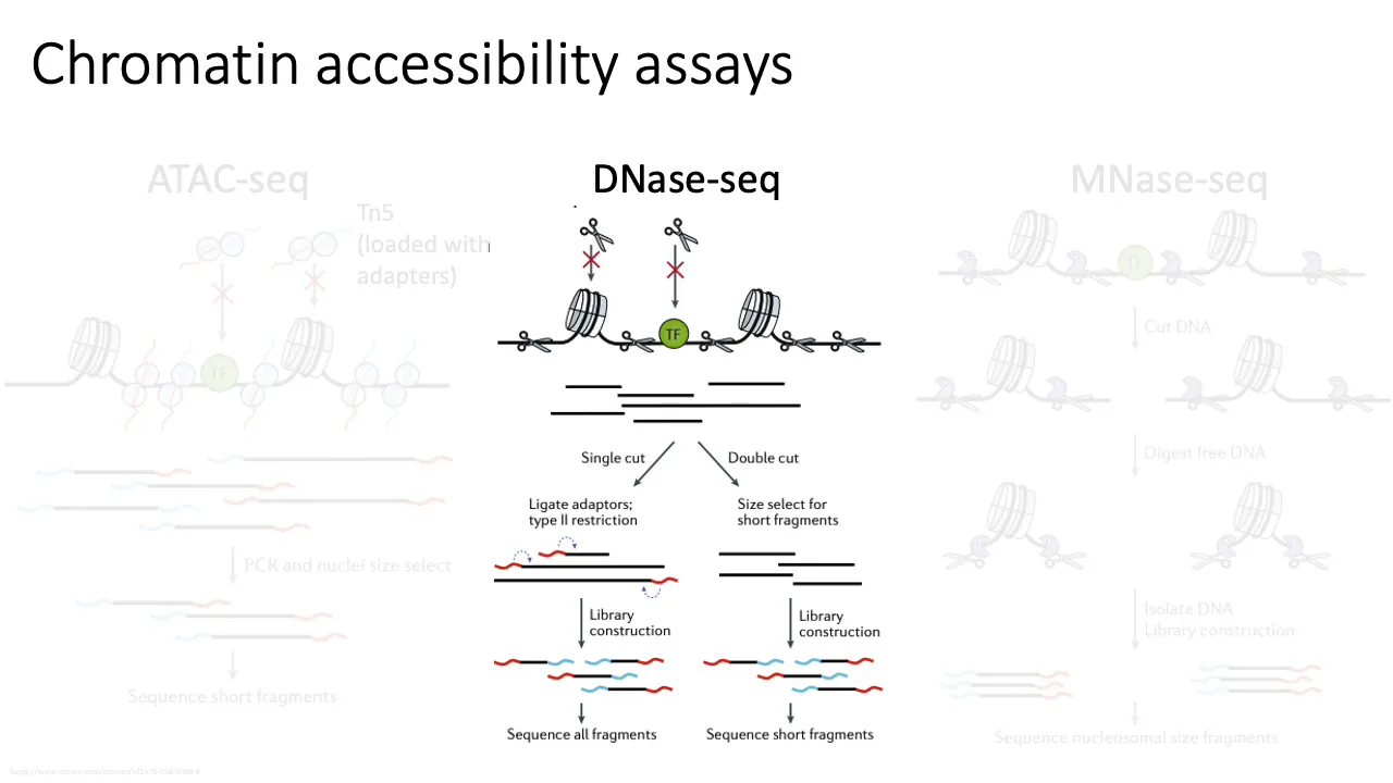 MCB 182 Lecture 8.4 - Chromatin accessibility (ATAC-seq)