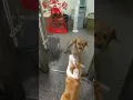 Download Lagu These Dogs Are All Bark... And No Bite!