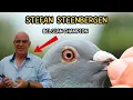 Lagu Stefan Steenbergen: The Mindset, System, and Pigeons Behind a Belgian Champion