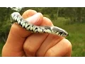 Herping Italy Summer 2014 + New Footage! ~ Aesculapian Snakes, Grass Snakes, Slow Worms and more!