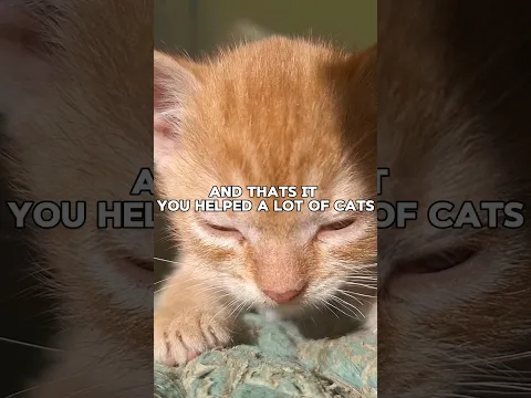 Thanks For The 451K Subscribers! If Reach The 10000$ Goal We Will Help 10000 Cats Around The World