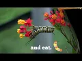 How do Butterflies get their Wings