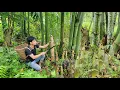 Download Lagu Harvesting giant bamboo shoots for sale | Triệu Văn Tính