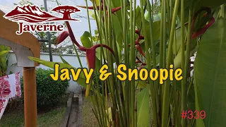 #339 Javy & Snoopie