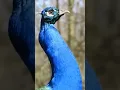 Download Lagu Peacock sound zoom