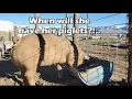 How to DETERMINE when a SOW female pig will GIVE BIRTH