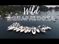 Aquapalooza - Lake Union Searay