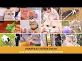 Kompilasi Emon Kucing Pintar Pemburu Emas 💰 | Video Kucing Lucu \u0026 Viral Terbaru 2025