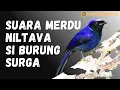 Download Lagu Masteran Suara Burung Niltava Gacor Dor