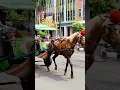 Lagu Naik delman istimewa~lagu anak populer~#horse #kuda #delman #delmankuda #shorts
