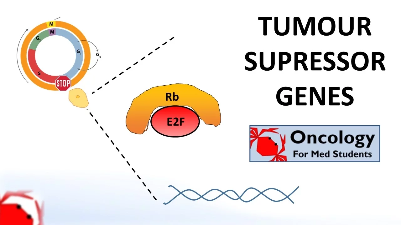 6. Tumour Suppressor Genes (Retinoblastoma and the two hit hypothesis, p53)