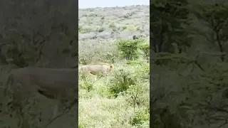 Lions! South Africa has not disappointed 🦁 🇿🇦 #sailingfamily #safari #southafrica