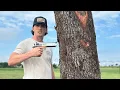 Can a Tree Stop a 50 Cal Sniper Rifle
