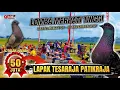 Lagu 🔴 [ LIVE ] BABAK 6 SISA 14 BURUNG \u0026 PB KL 9 TOTALAN 50 JUTA LAPAK TESARAJA PATIKRAJA BANYUMAS