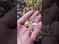 Color change on Boxwoods Yellowing vs Browning Dead or Alive What to look for during cold months