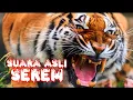 Download Lagu Suara harimau asli binatang buas sangat seram