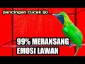 Lagu CUCAK IJO GACOR BIKIN EMOSI LAWAN COCOK BUAT PANCINGAN AGAR LAWAN CEPAT JAMBUL NGENTROK NEMBAK KASAR