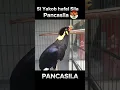 Download Lagu Si Yakob Hafal Sila Pancasila ! #burung #birds #shorts #indonesia