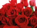 Download Lagu CÉU E CANTOS - ROSAS VERMELHAS