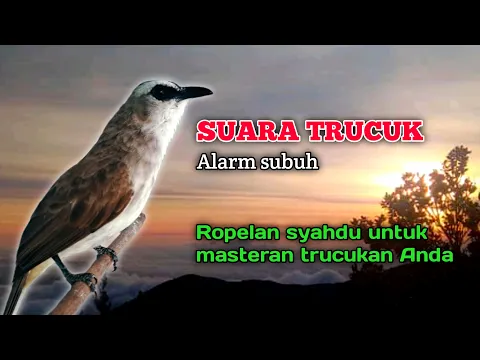 Download MP3 Suara Burung Trucuk Gacor Ropel Syahdu Alarm Subuh Untuk Masteran Trucukan Anda