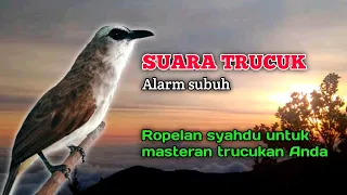 Suara Burung Trucuk Gacor Ropel Syahdu Alarm Subuh Untuk Masteran Trucukan Anda