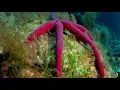 Download Lagu Tales of Nature - Treasures Of The Deep | Wildlife Documentary