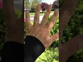 Kay Jeweler 10K White Gold Diamond Promise Ring