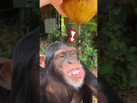 When the hippo couldn't get the coconut water out, it gave the coconut to the chimpanzee. 🥥