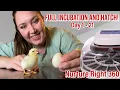 Incubating Hatching the SMALLEST Chicken Breed from SHIPPED EGGS Nurture Right 360 Incubator
