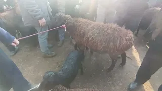 Samarqand viloyati Paxtachi tumani Chuqur Bozor Qoʻy Narxlari 04.02.2025 Yil Seshanba kuni