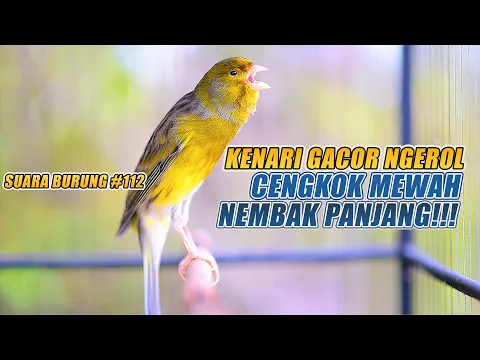 Download MP3 SUARA BURUNG |112| Kenari GACOR PANJANG INI Cocok untuk Masteran KENARI PAUD dan Kenari Macet BUNYI