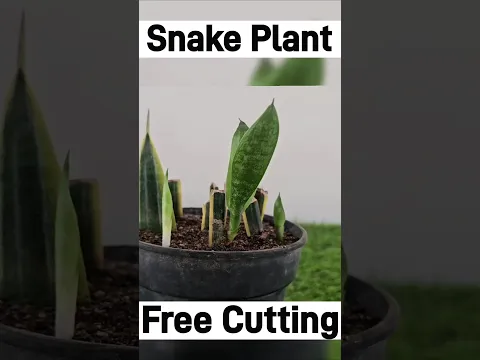Grow Snake Plant From Cuttings #snakeplant #shorts