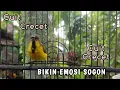 Lagu Cuit Cuit Crecet Sogon memanggil Lawan ini dijamin langsung bikin Nembak Semua Sogon❗❗