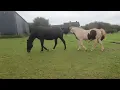 Natural horse mating preliminaries