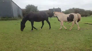 Natural horse mating preliminaries