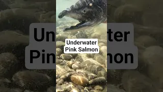 Underwater Pink Salmon BC 2025  #fishing #underwater