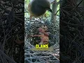 Download Lagu Cuckoo Chick Kicks Out Rivals… Then Falls Too 🐣😱#BirdDrama #WildNature